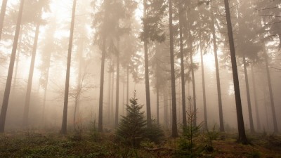جنگل-درخت-طبیعت